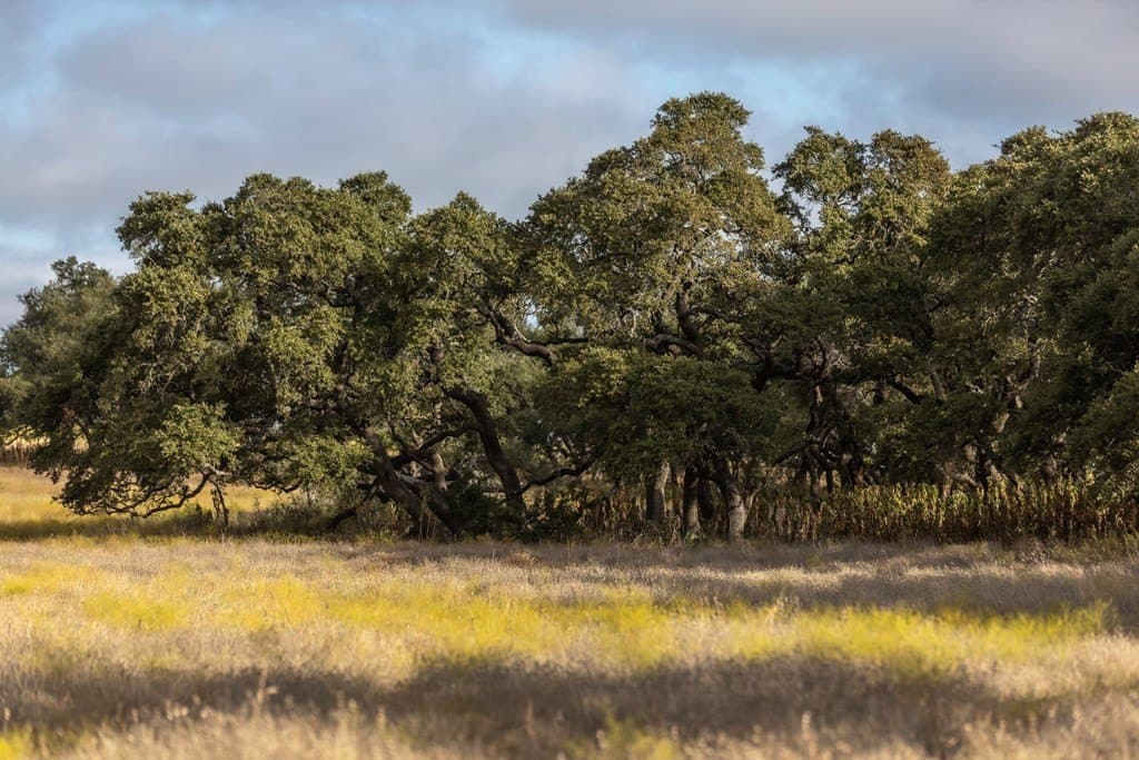 5 acres in Blanco County - photo 7