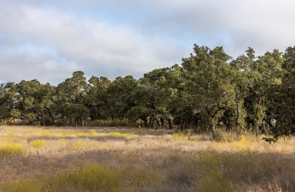 5 acres in Blanco County gallery image 4