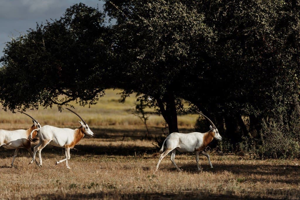 5 acres in Blanco County - photo 13