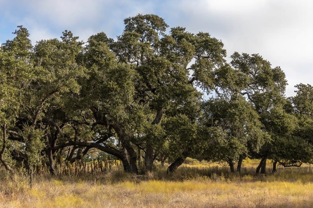 5 acres in Blanco County - photo 6