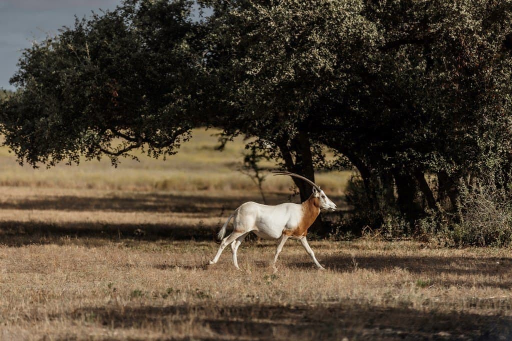 5 acres in Blanco County - photo 12