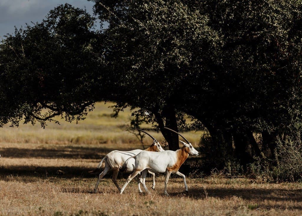 5 acres in Blanco County - photo 14