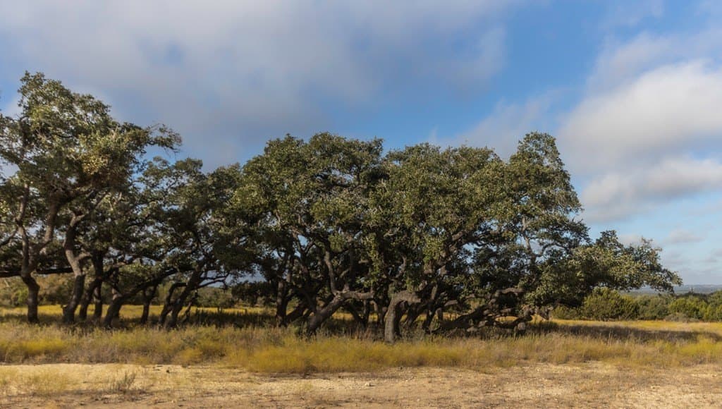 5 acres in Blanco County - photo 10