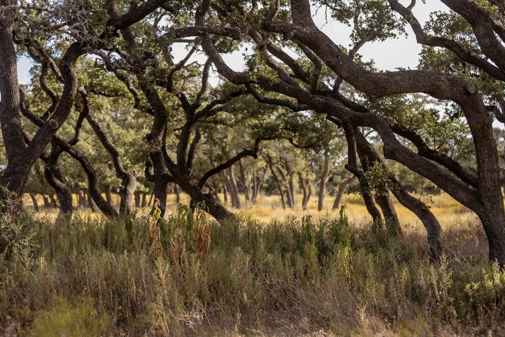 5 acres in Blanco County - photo 9