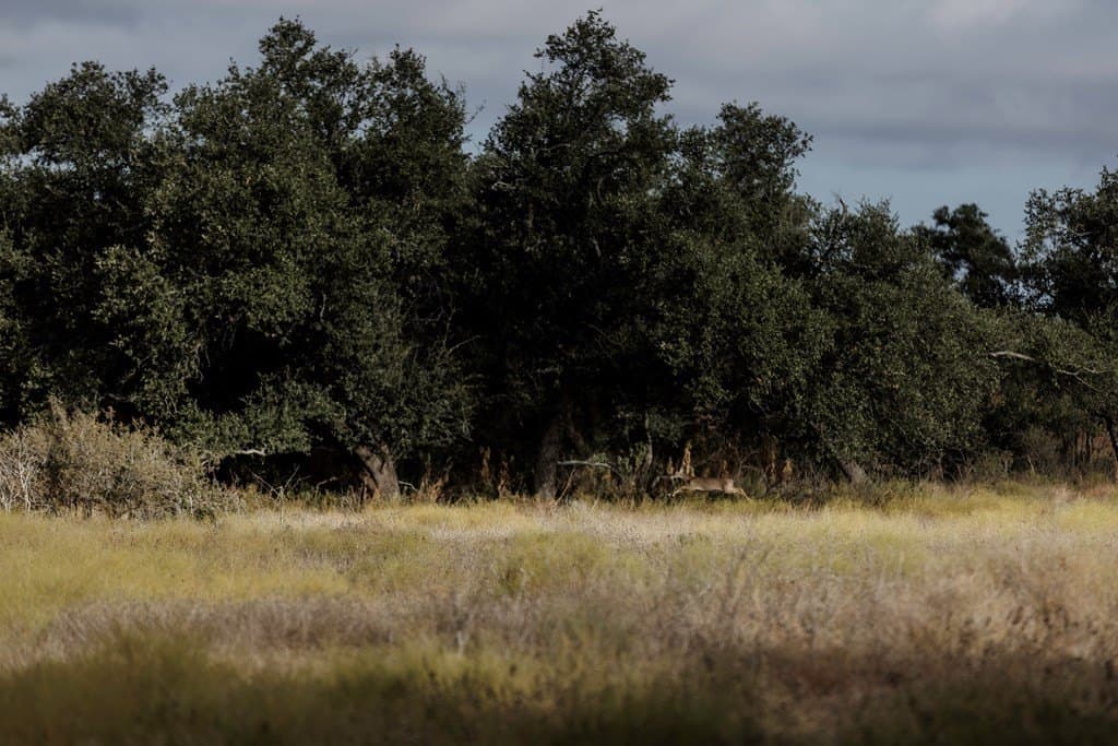 5 acres in Blanco County gallery image 2