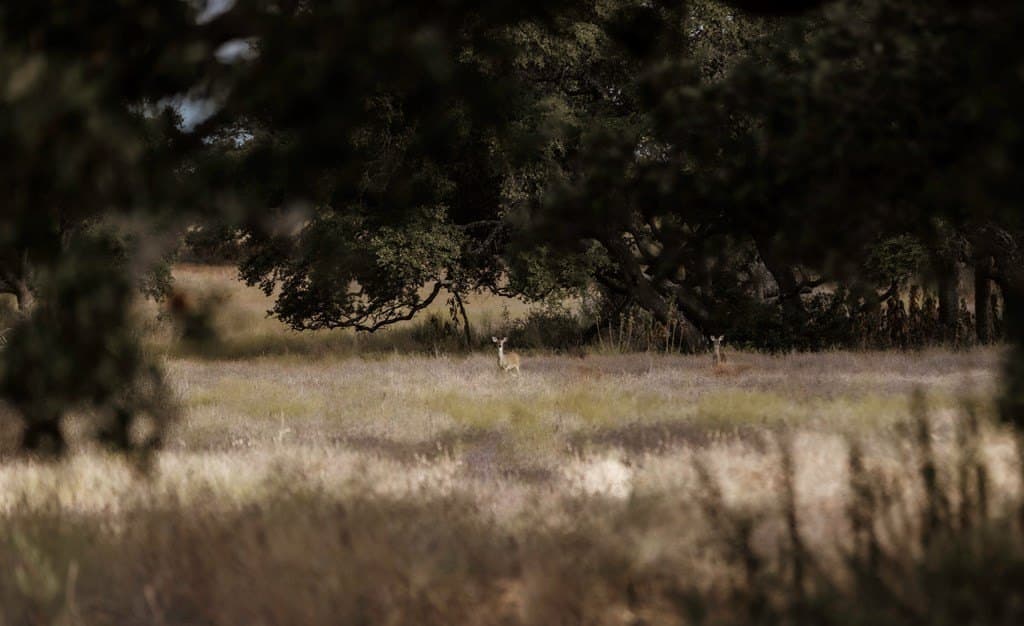 5 acres in Blanco County gallery image 3