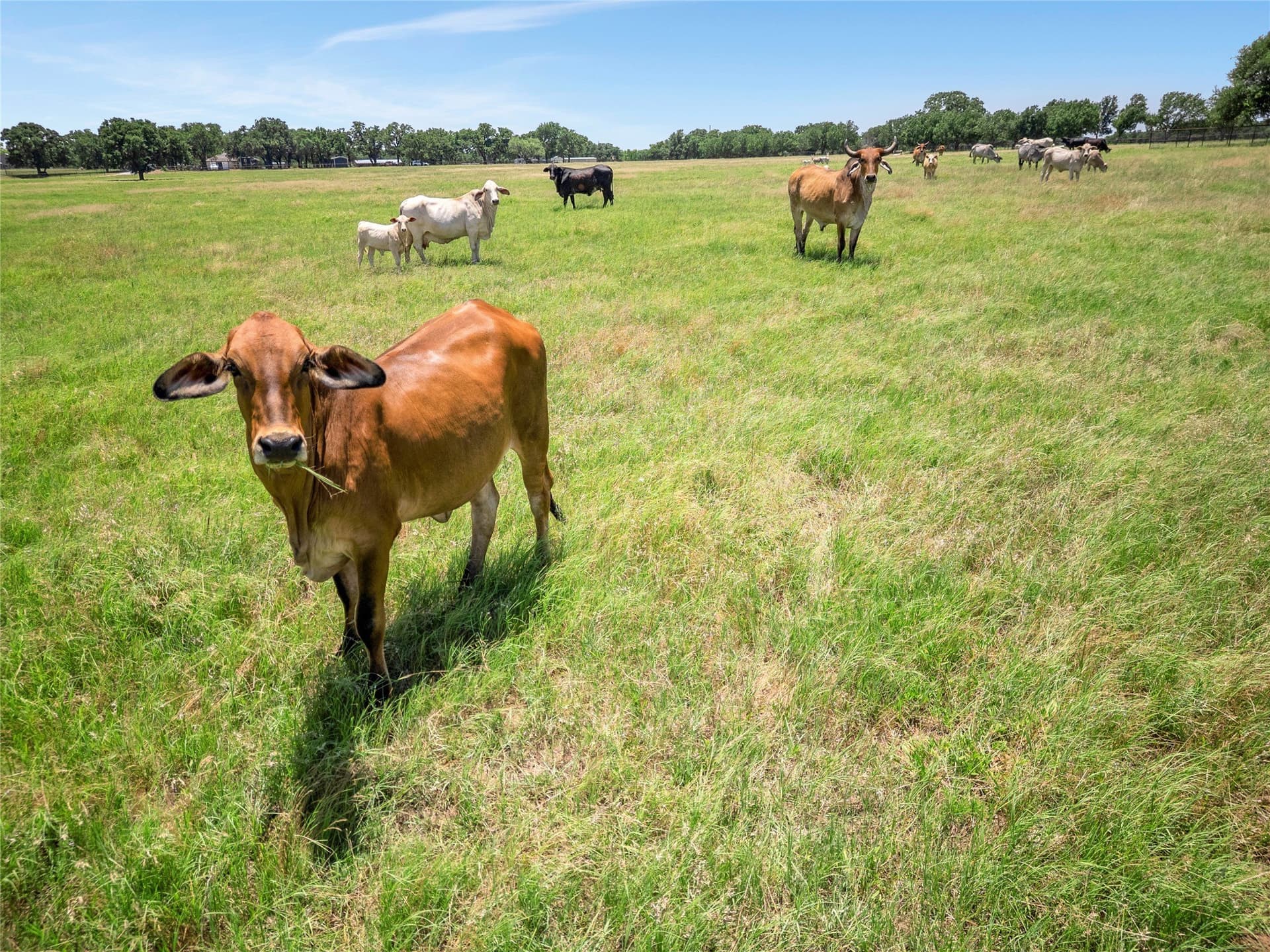 70 acres in Wise County - photo 20
