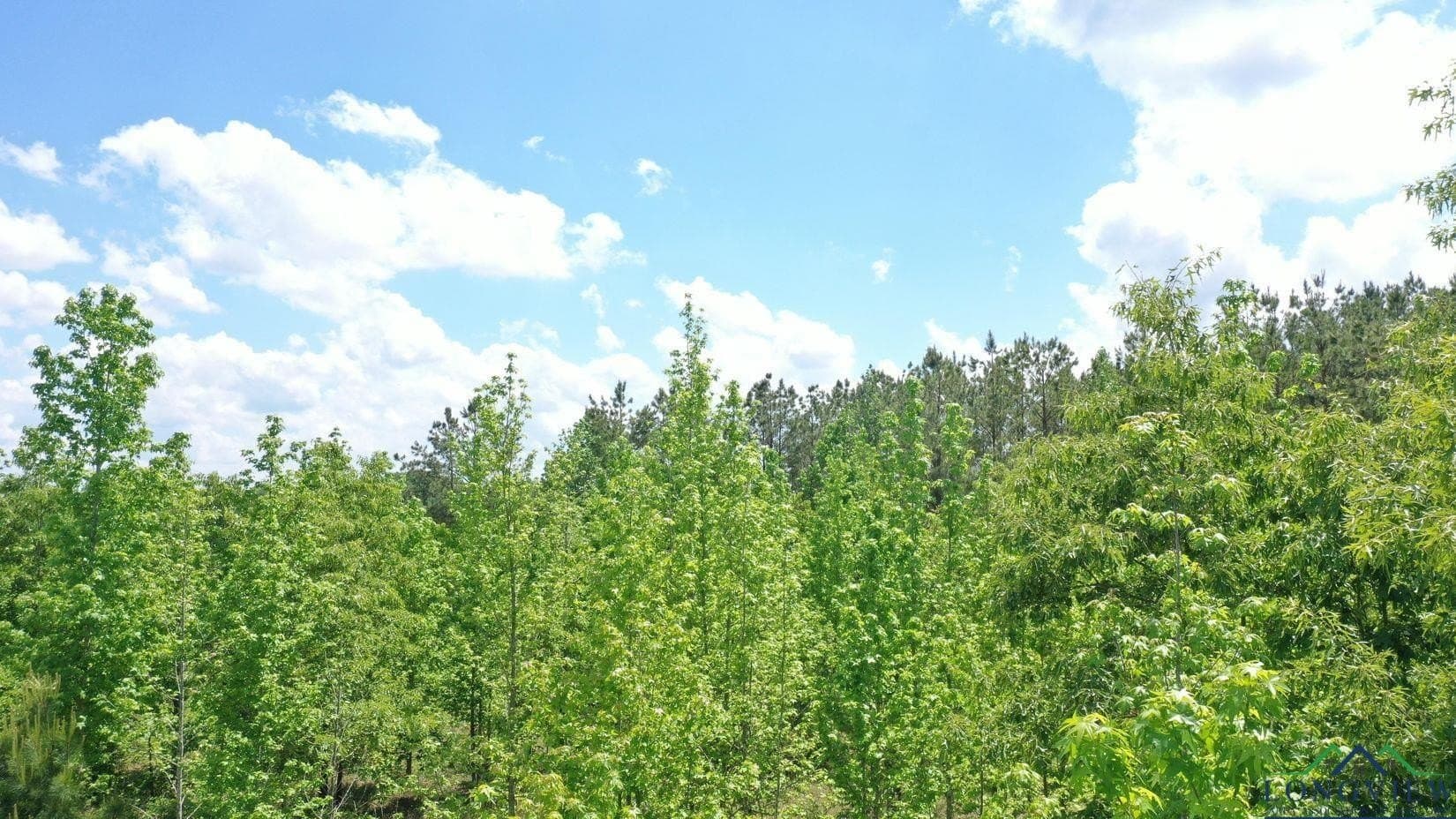 8.24 acres in Cass County gallery image 2