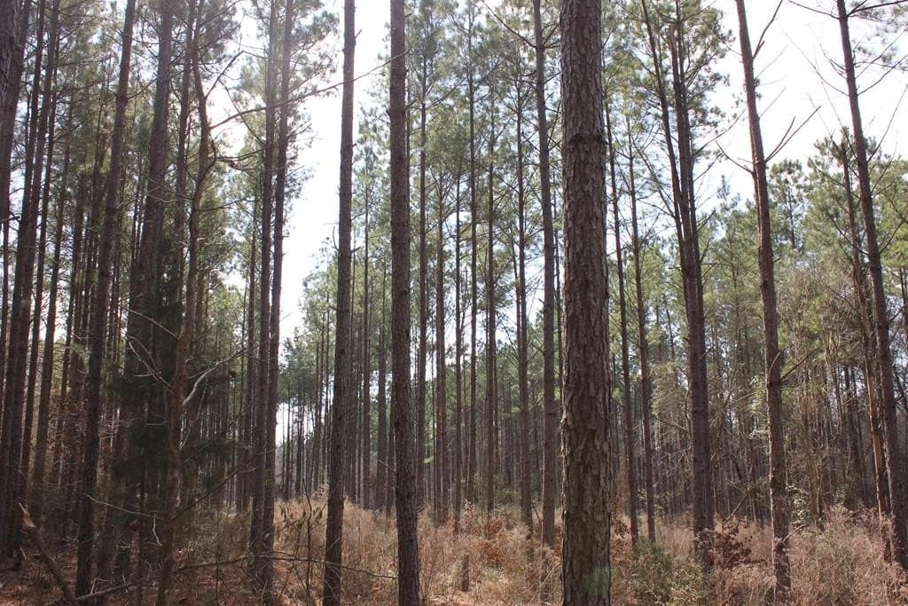 118.1 acres in Texas County