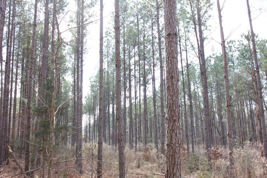 118.1 acres in Texas County gallery image 3