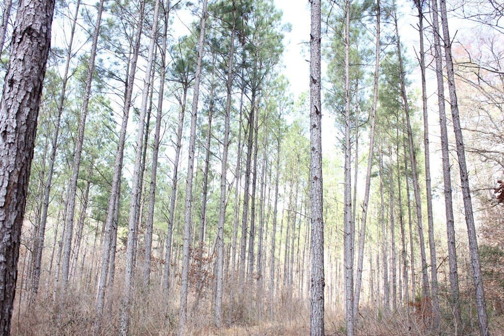 118.1 acres in Texas County gallery image 4