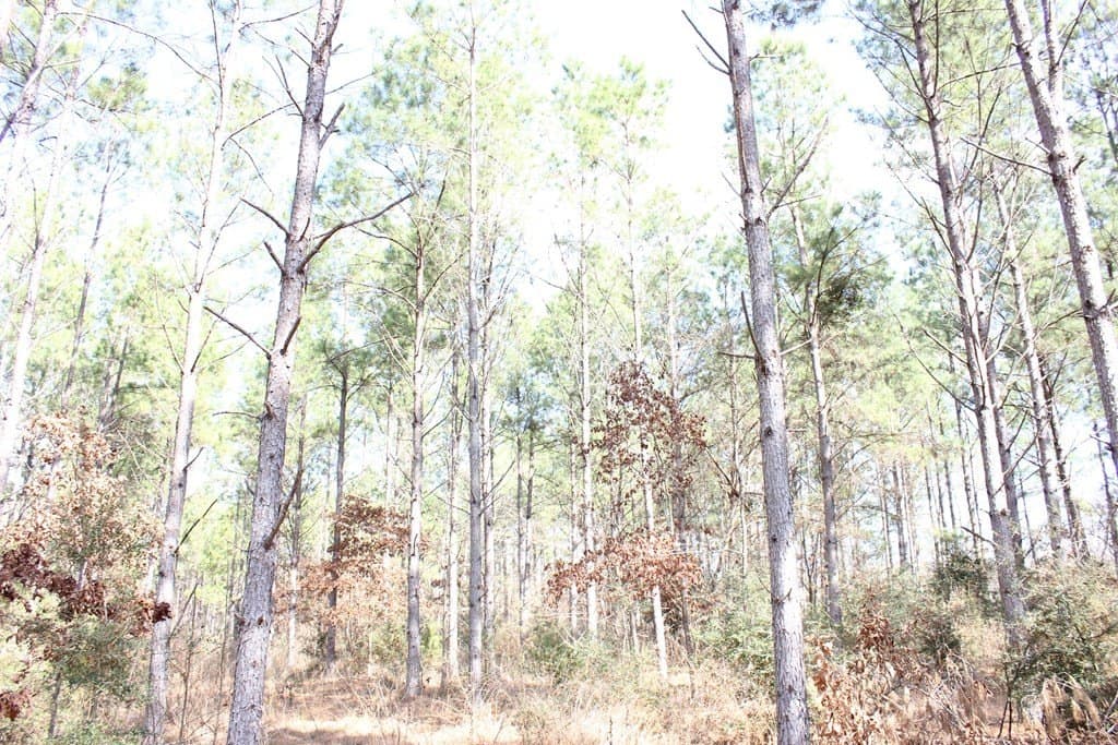 118.1 acres in Texas County featured view