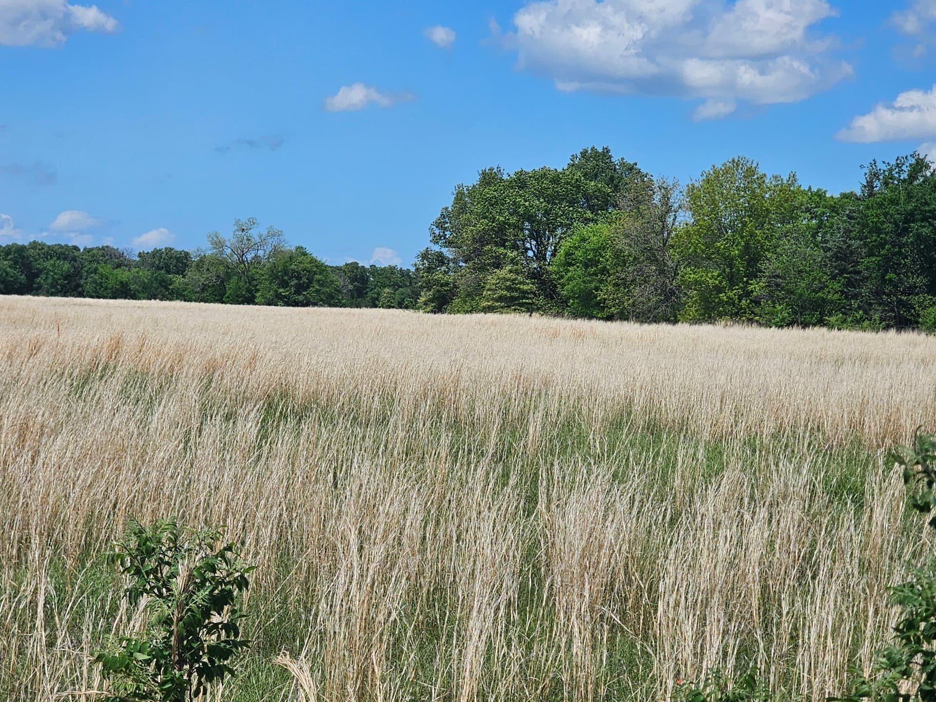 10.8 acres in Van Zandt County gallery image 2