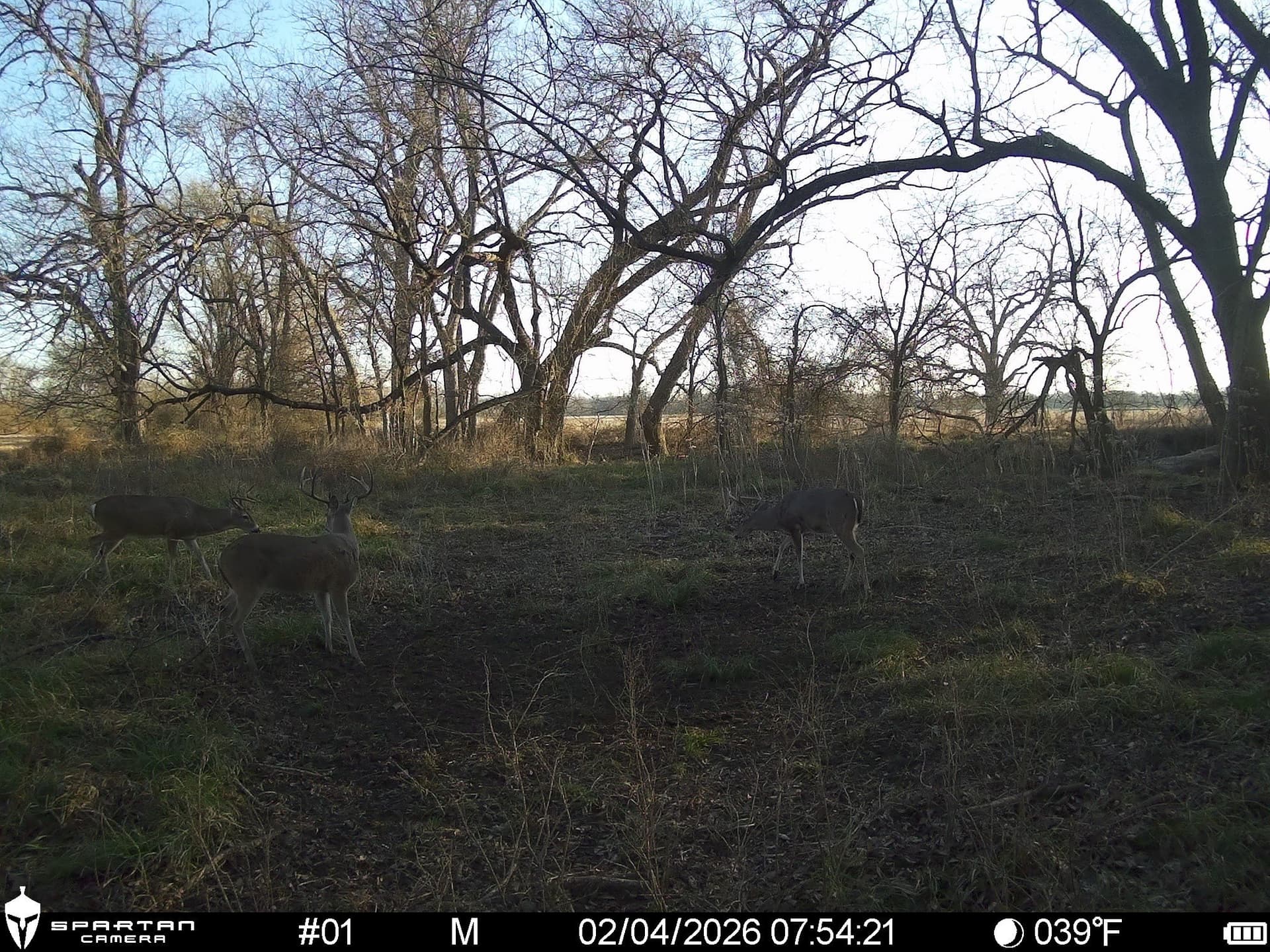 230 acres in Limestone County - photo 19