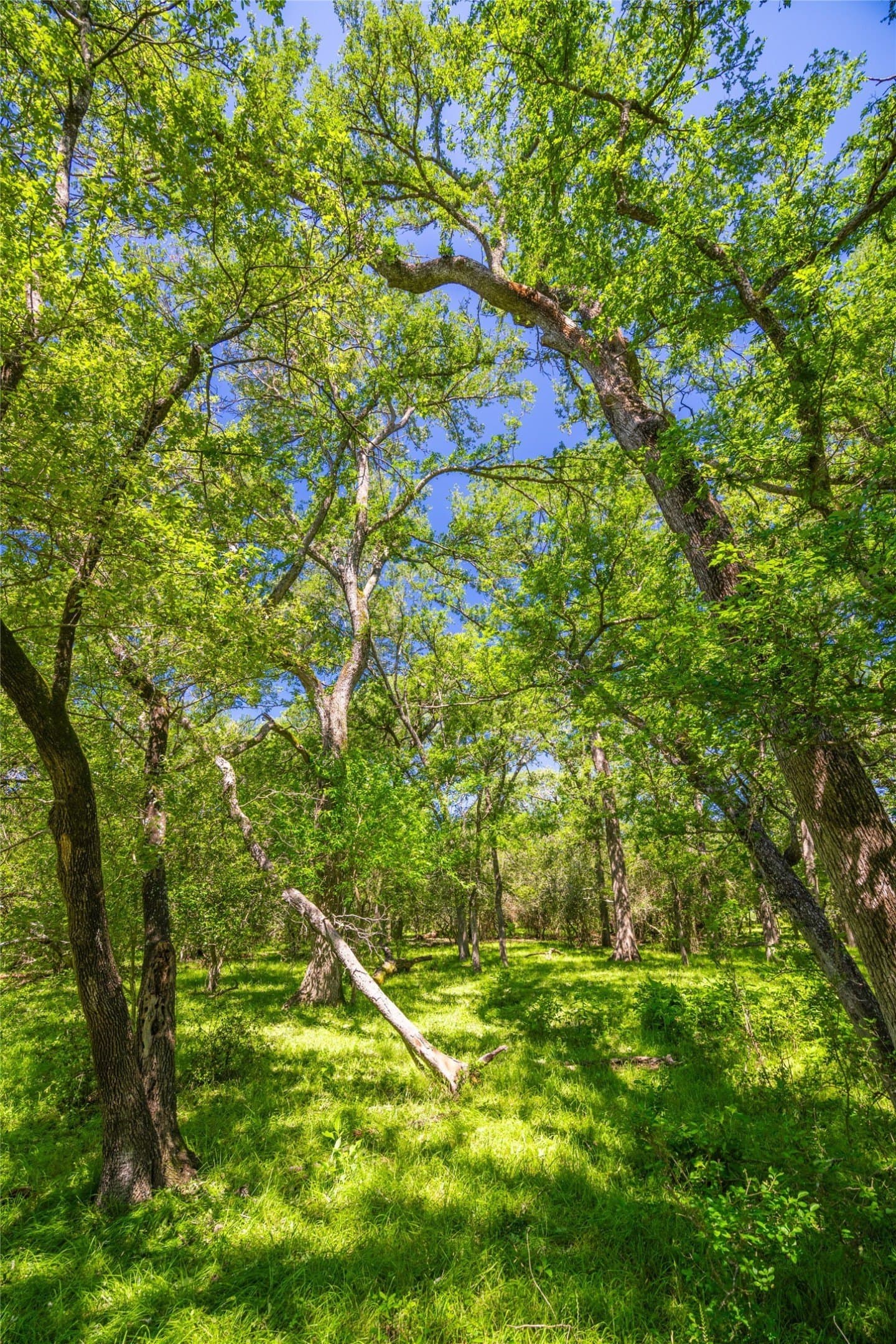 230 acres in Limestone County - photo 12