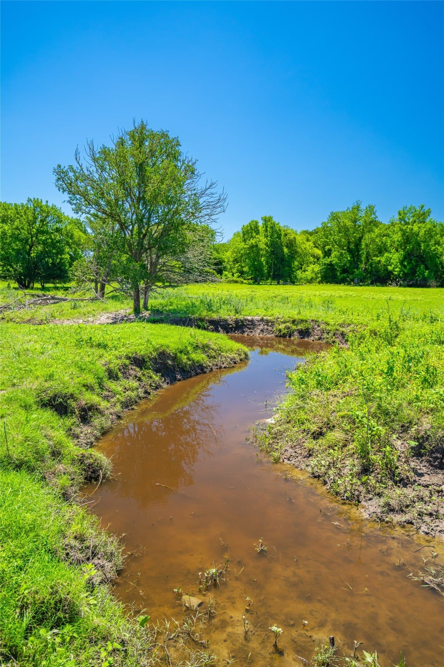 230 acres in Limestone County - photo 17