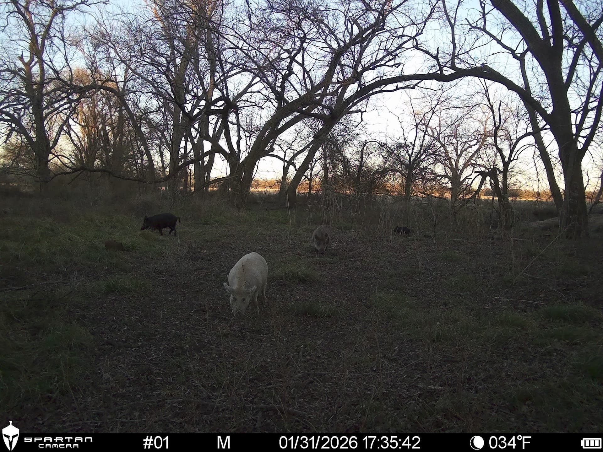 230 acres in Limestone County - photo 10