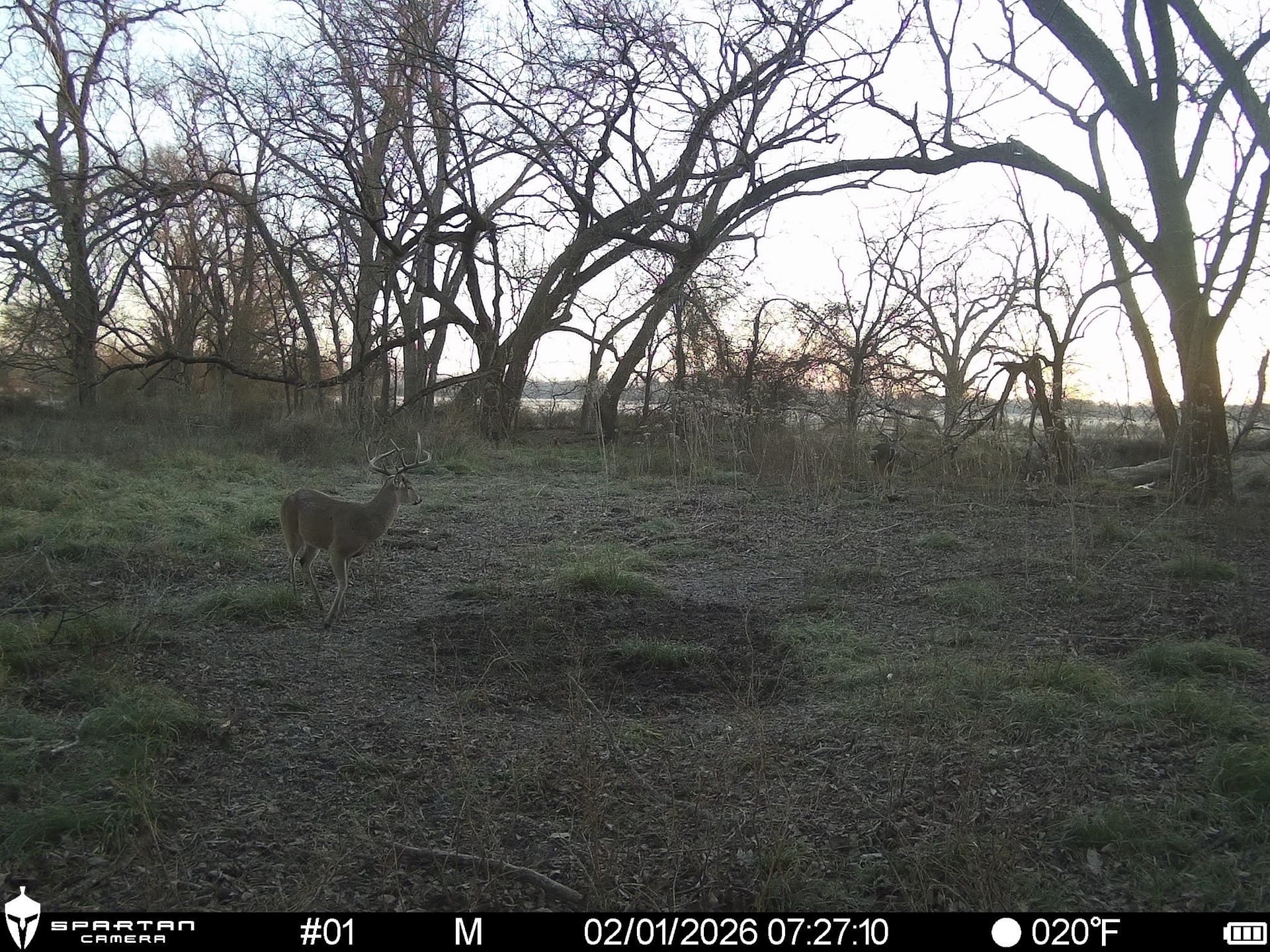 230 acres in Limestone County - photo 9