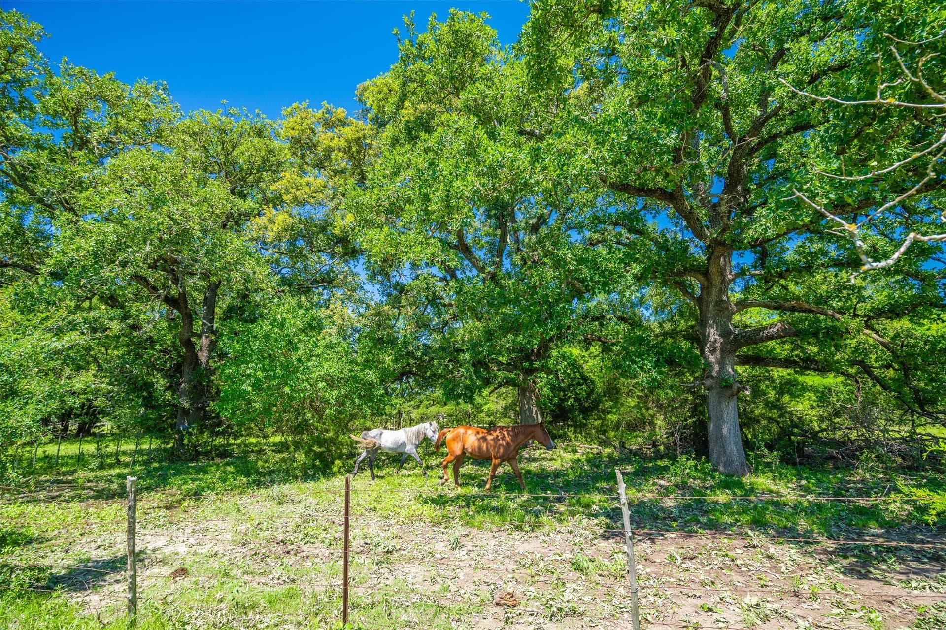 230 acres in Limestone County - photo 13