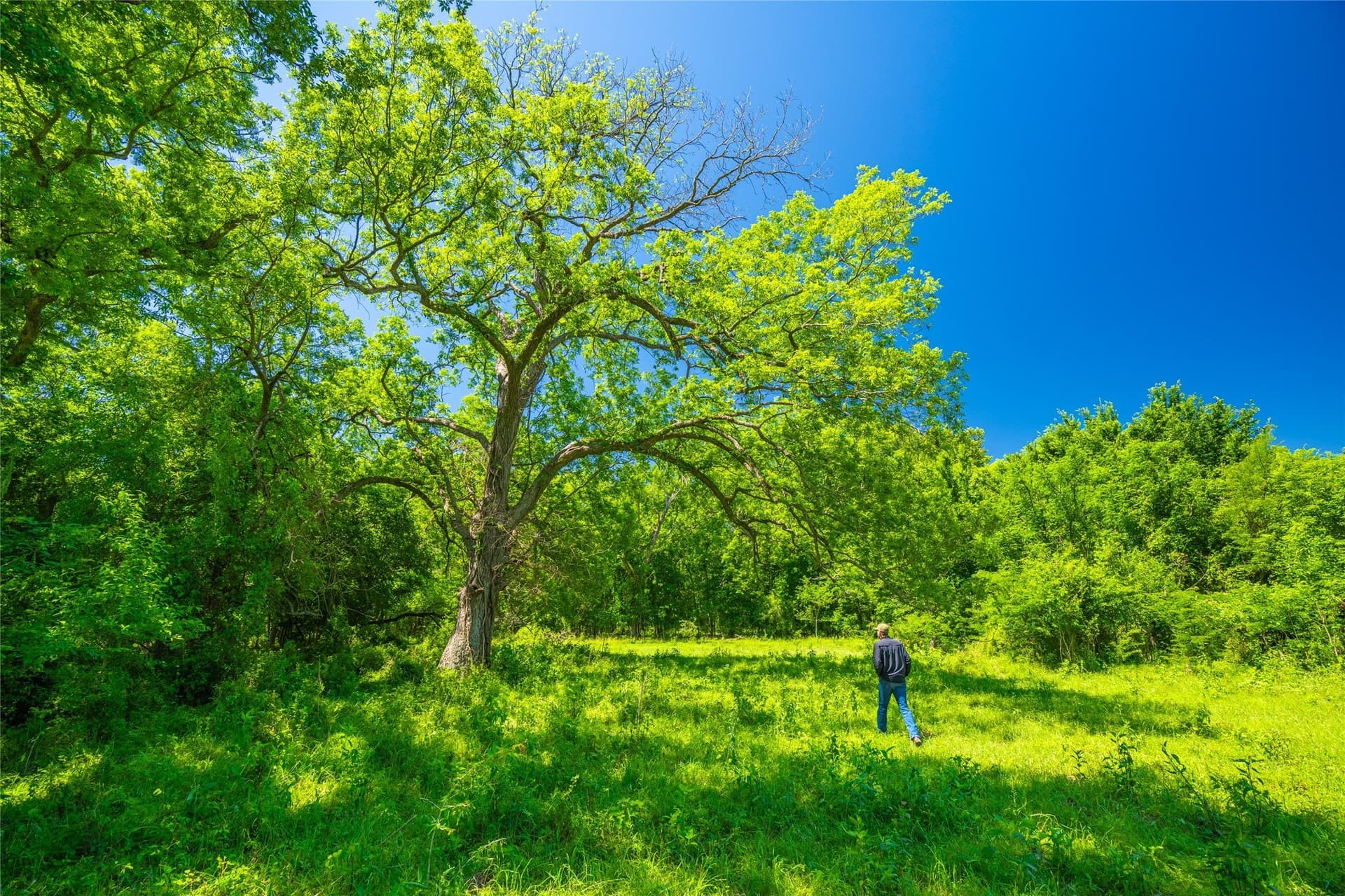 230 acres in Limestone County - photo 16