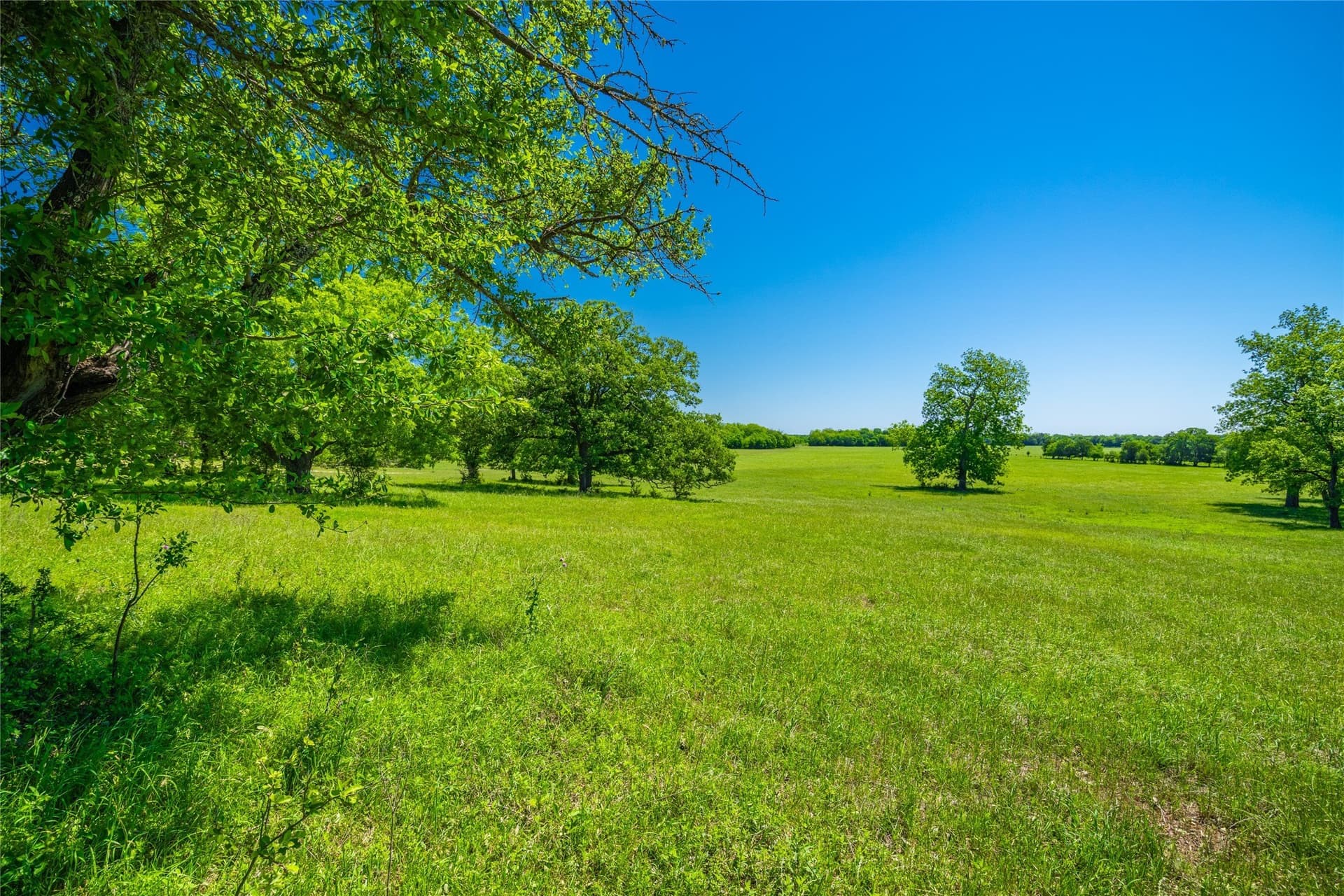 230 acres in Limestone County - photo 20