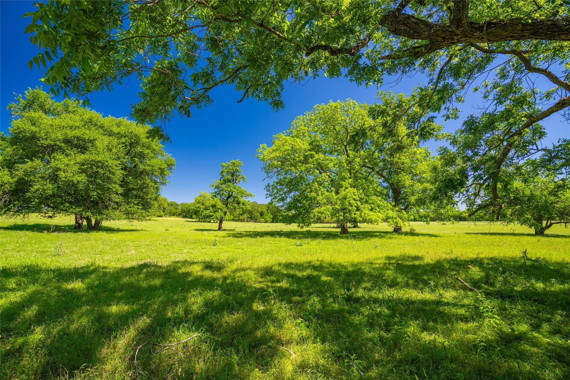 230 acres in Limestone County - photo 11