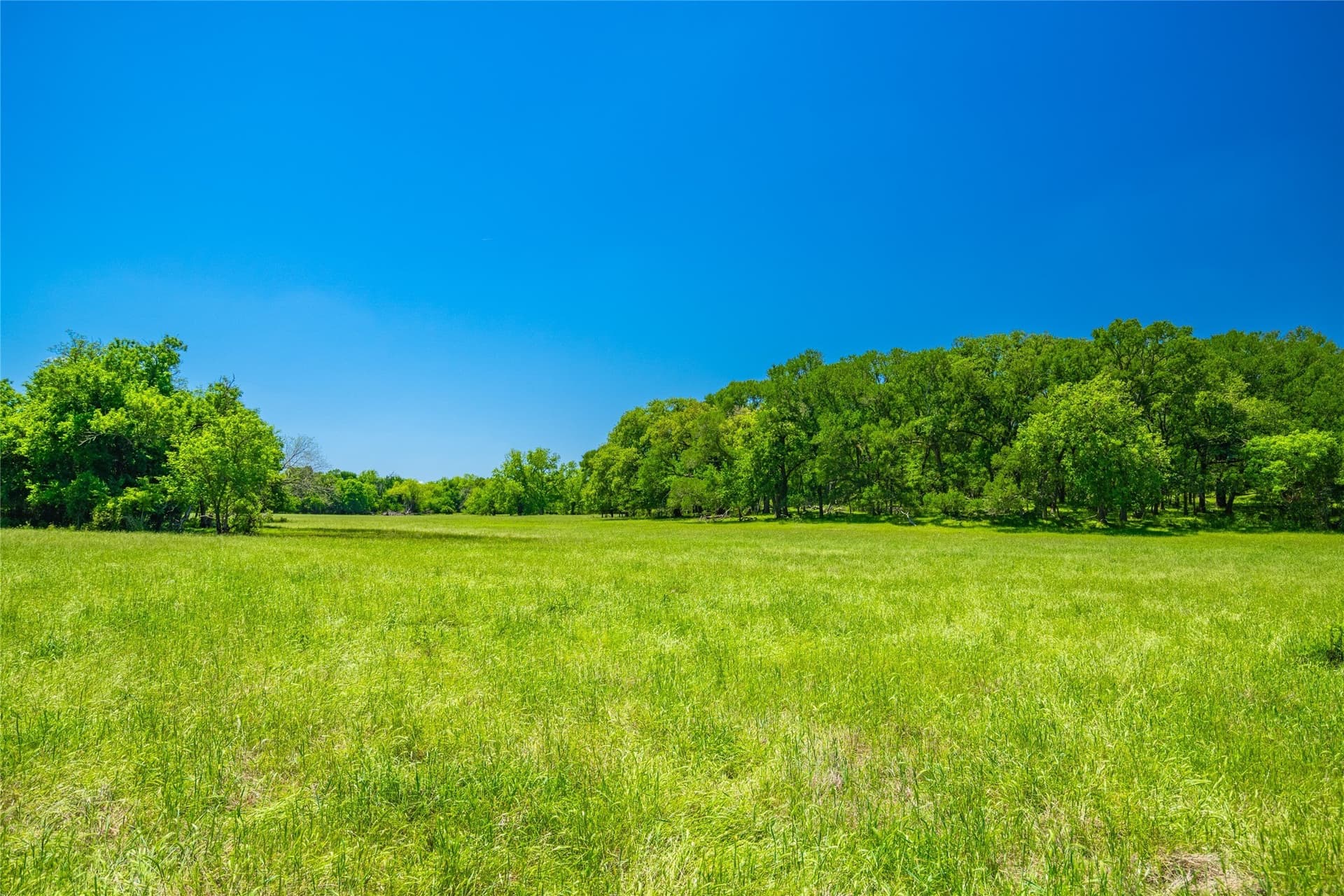 230 acres in Limestone County - photo 4
