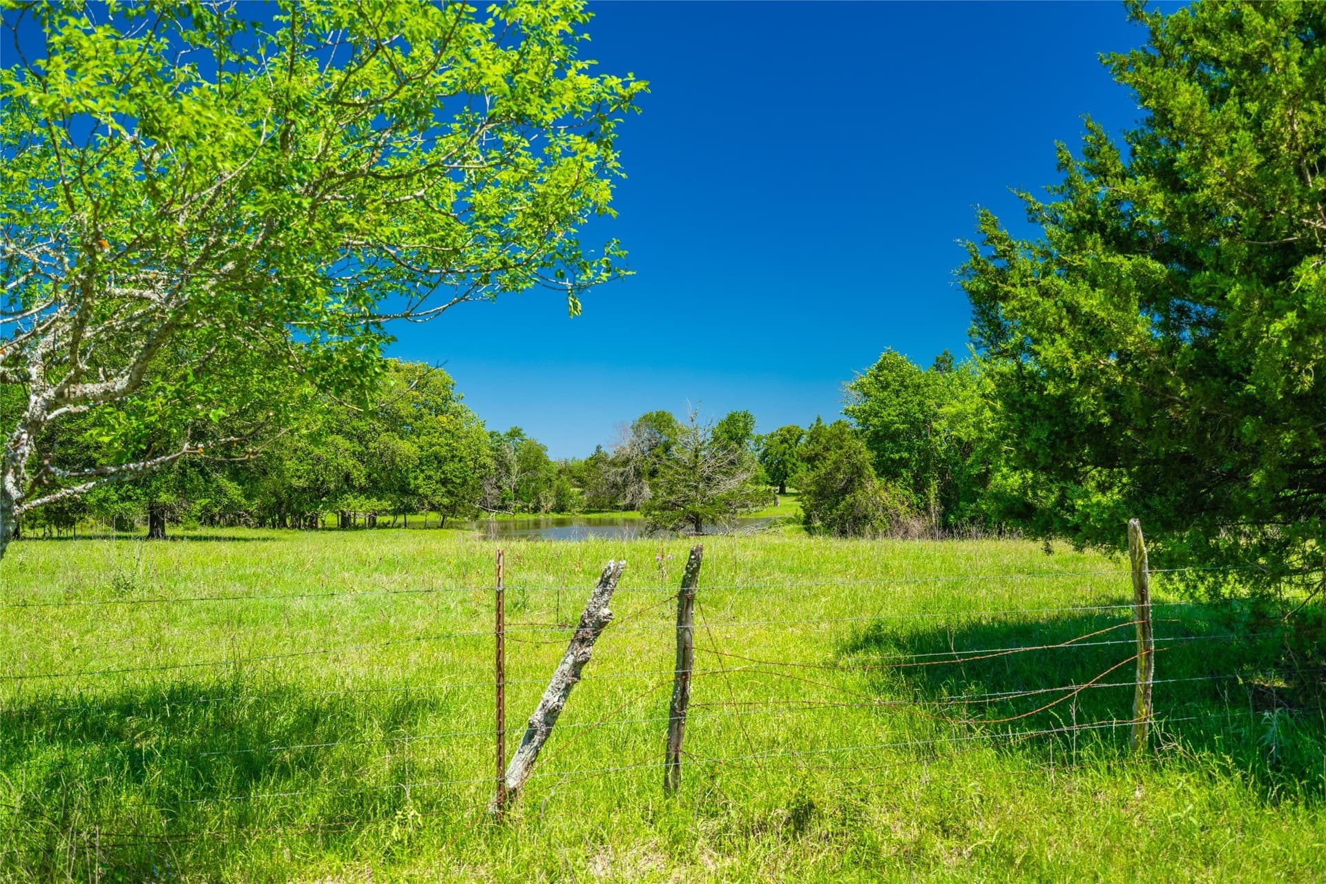 230 acres in Limestone County - photo 5