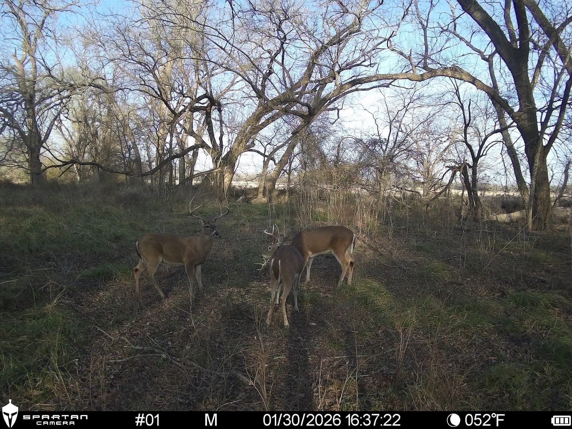 230 acres in Limestone County - photo 8