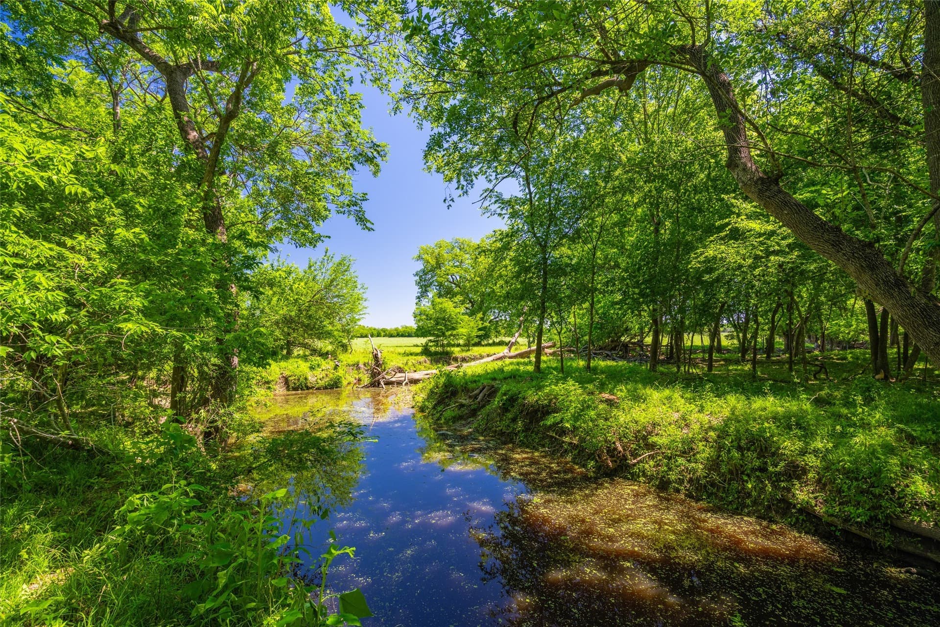 230 acres in Limestone County - photo 6