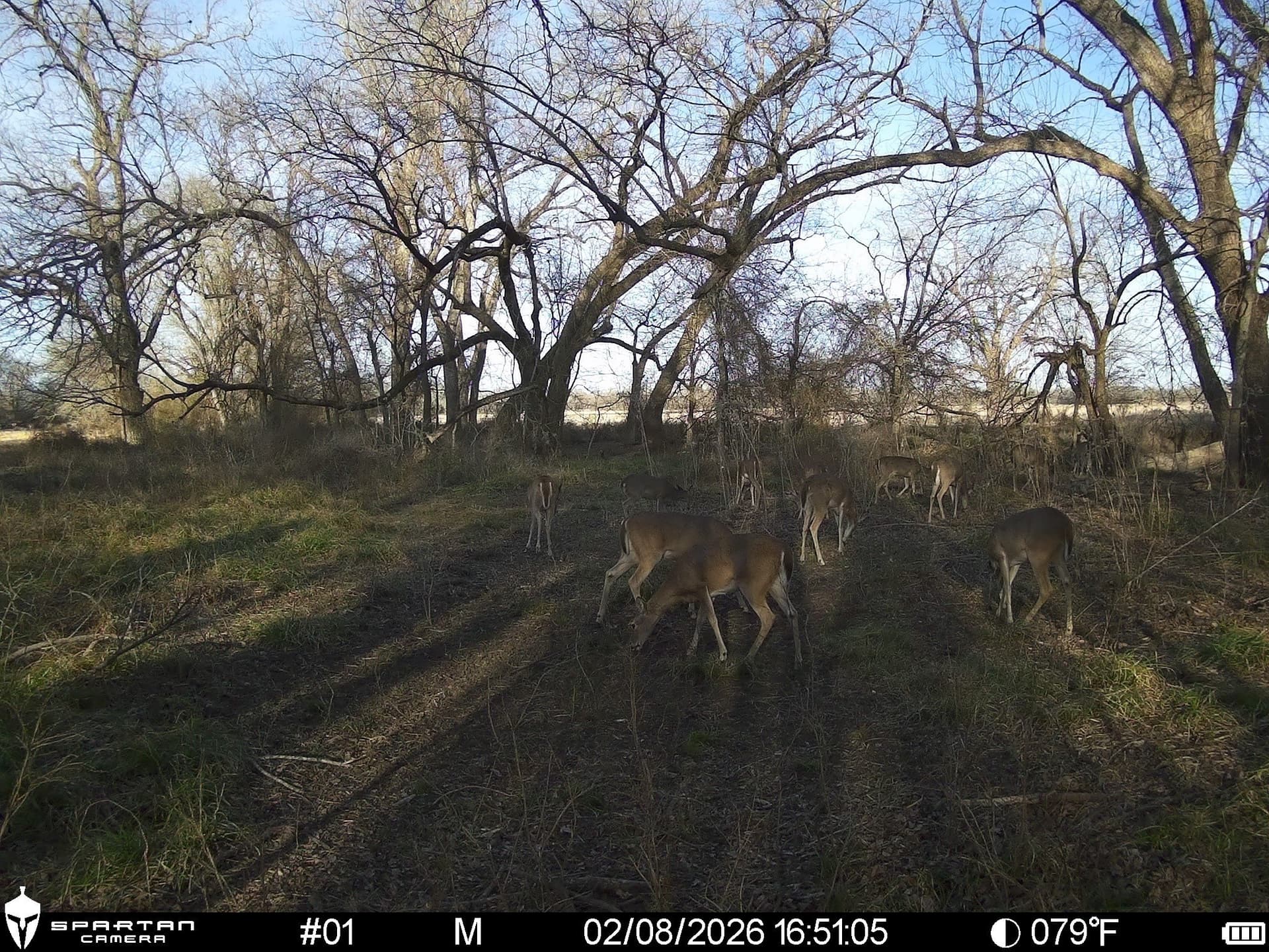 230 acres in Limestone County - photo 18