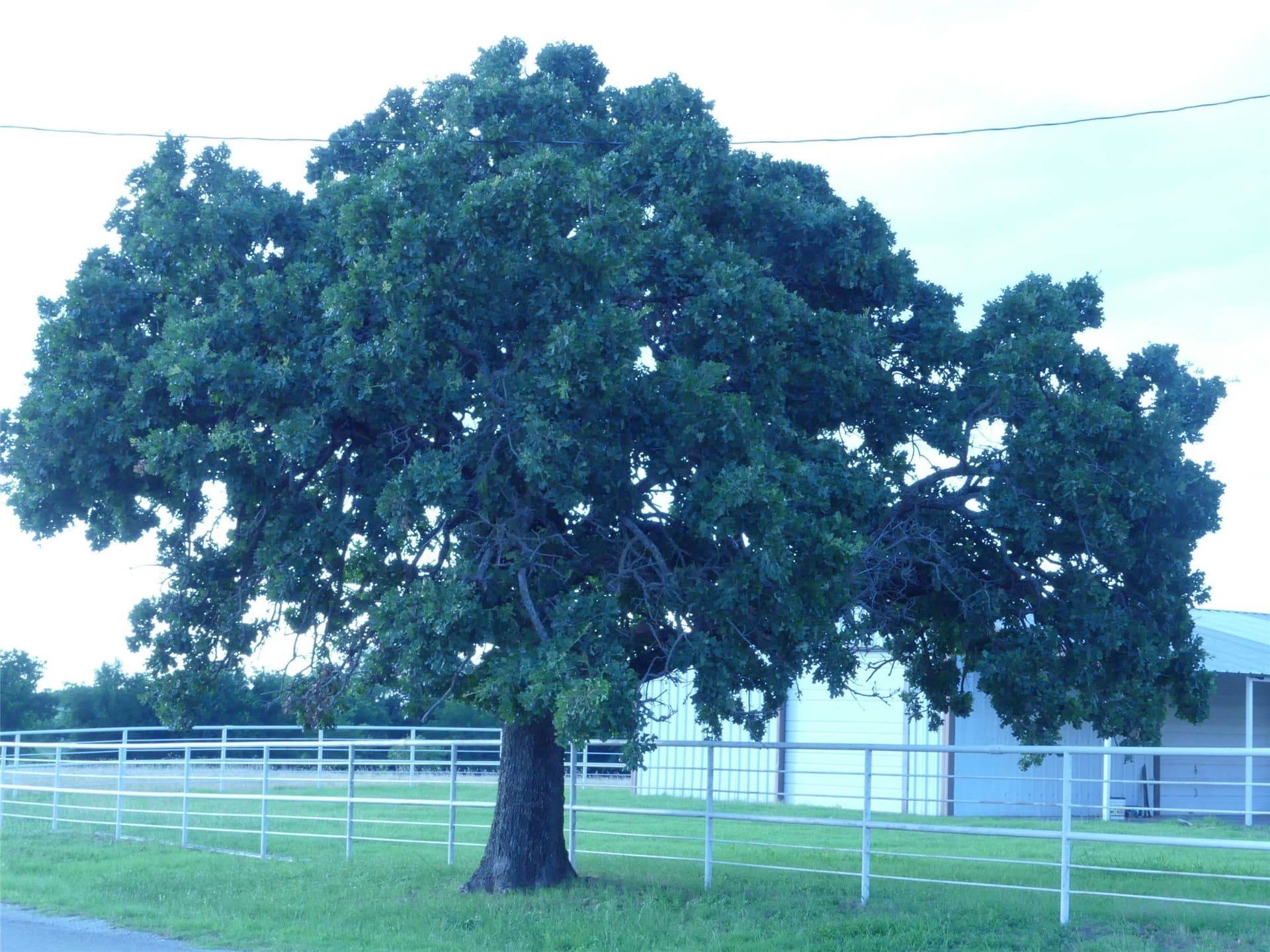 82.84 acres in Montague County - photo 30