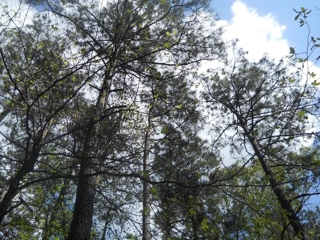 15.73 acres in Texas County - photo 34