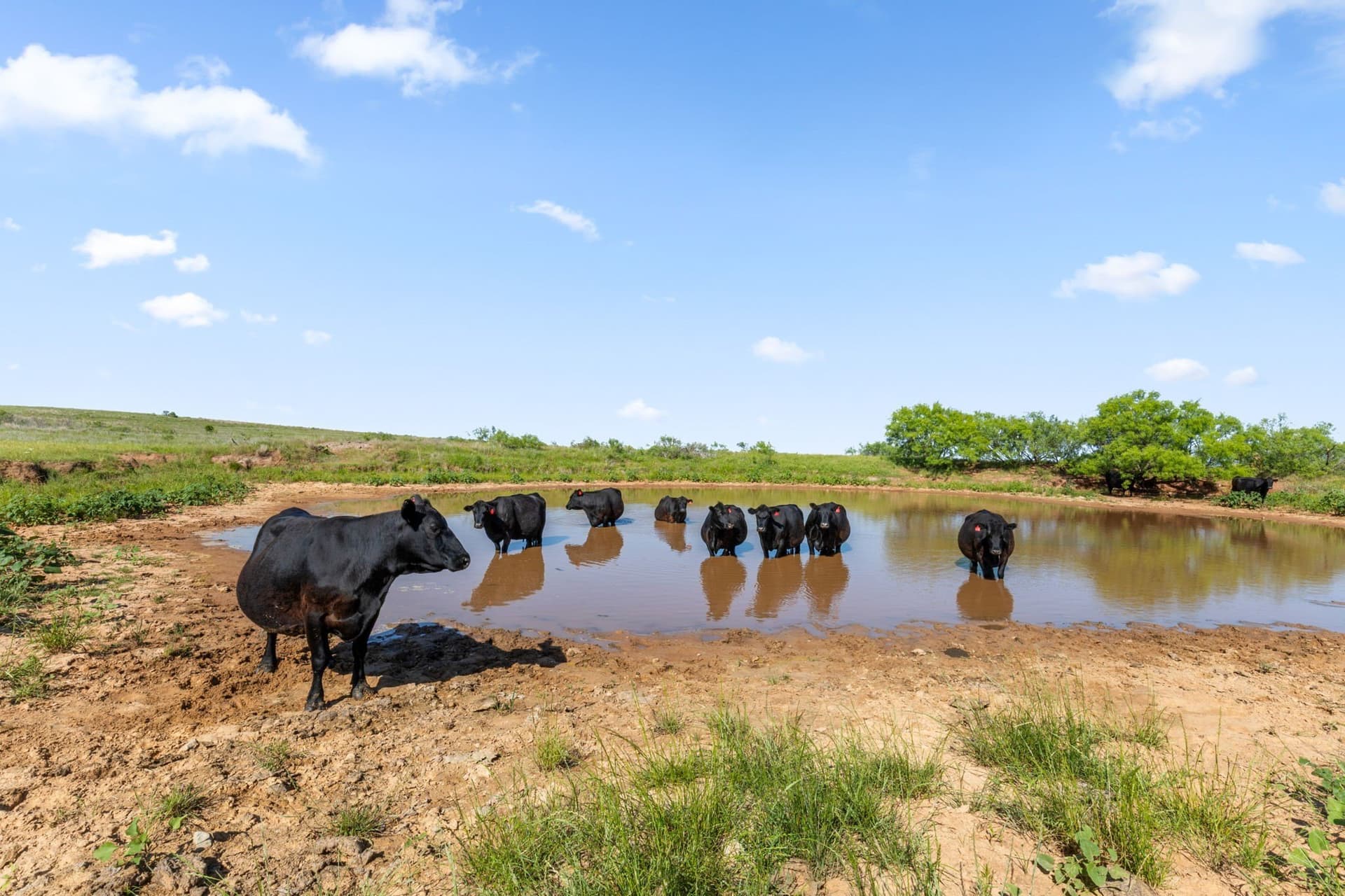 171.2 acres in Montague County
