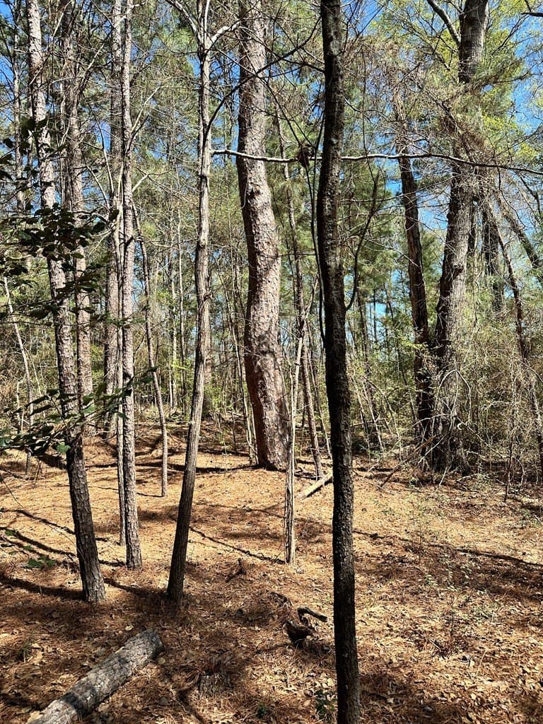 5.3 acres in ANDERSON County gallery image 4