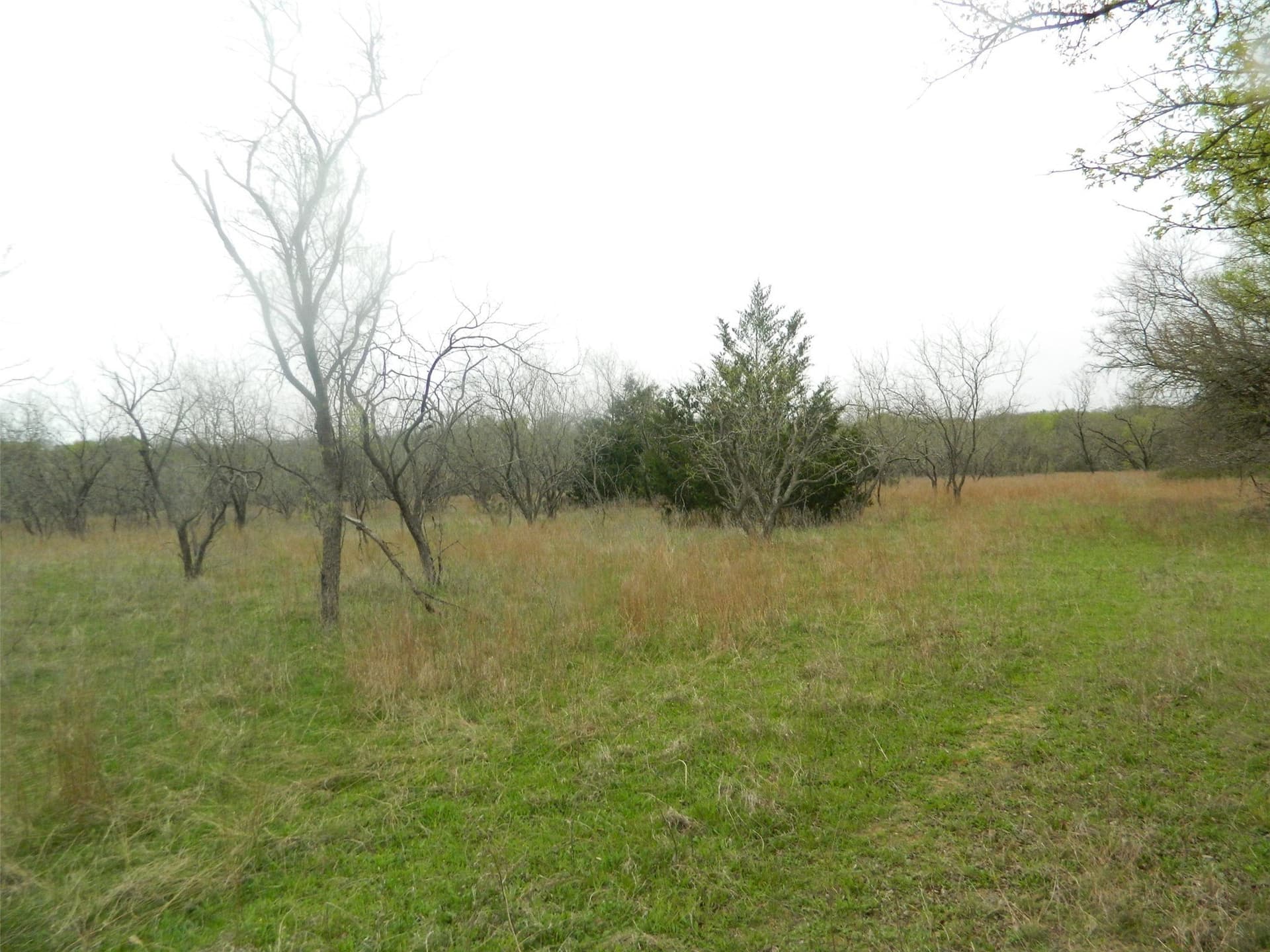80.72 acres in Freestone County - photo 13