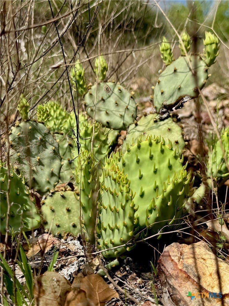 4.97 acres in Bastrop County featured view