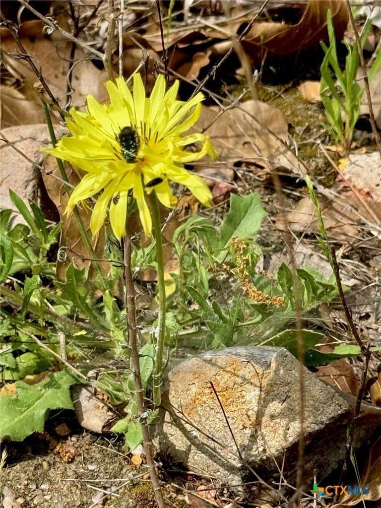 4.97 acres in Bastrop County gallery image 2