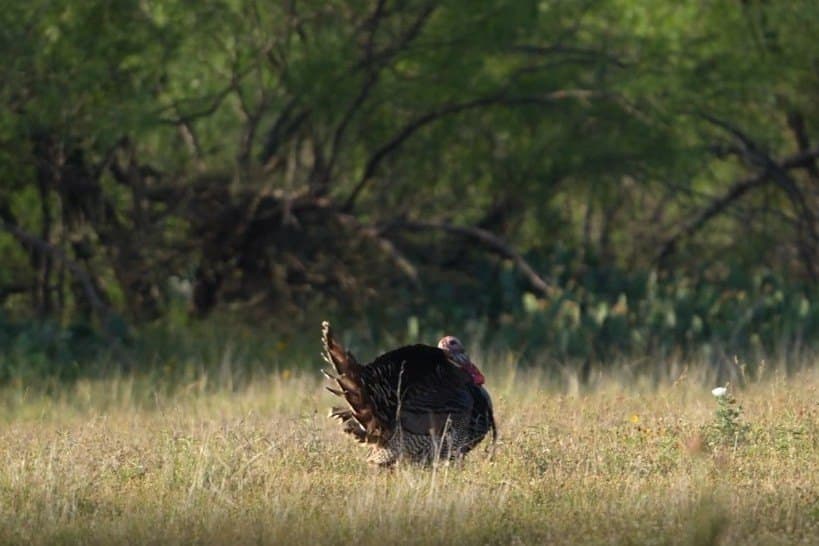 353 acres in Coleman County - photo 33