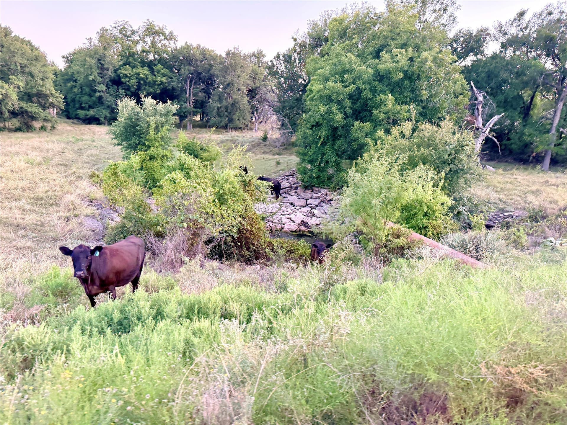 43.32 acres in Mills County gallery image 2