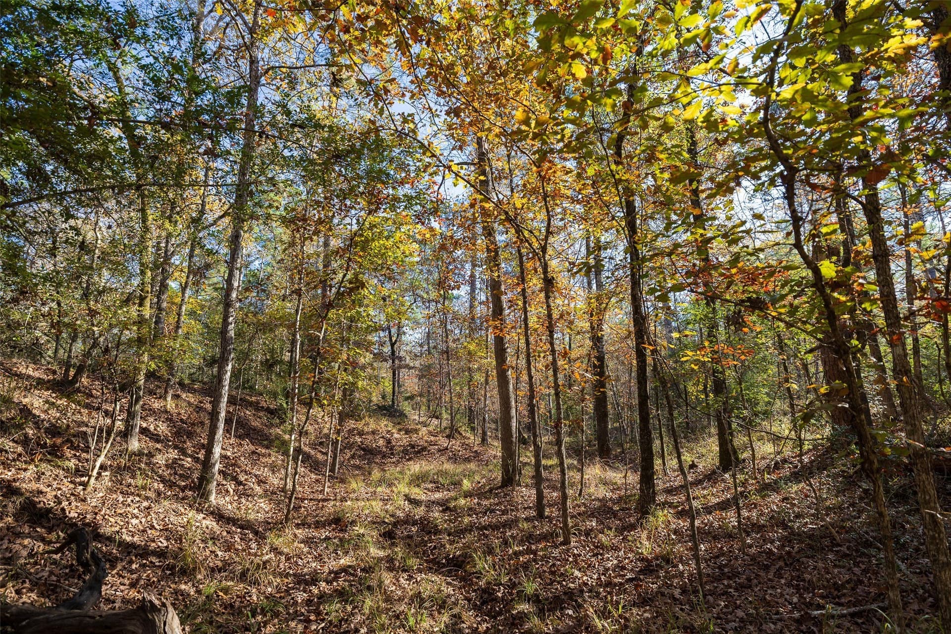 70 acres in Houston County gallery image 2
