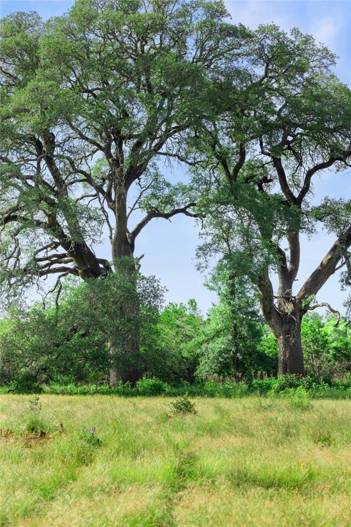 615 acres in Williamson County - photo 23