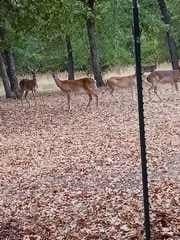 32.35 acres in Coryell County featured view