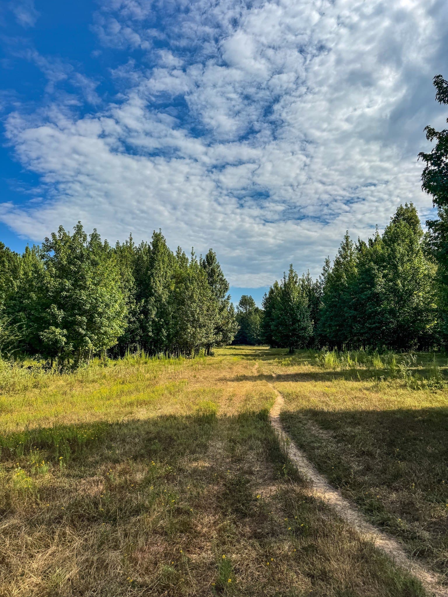 117 acres in Marion County - photo 10