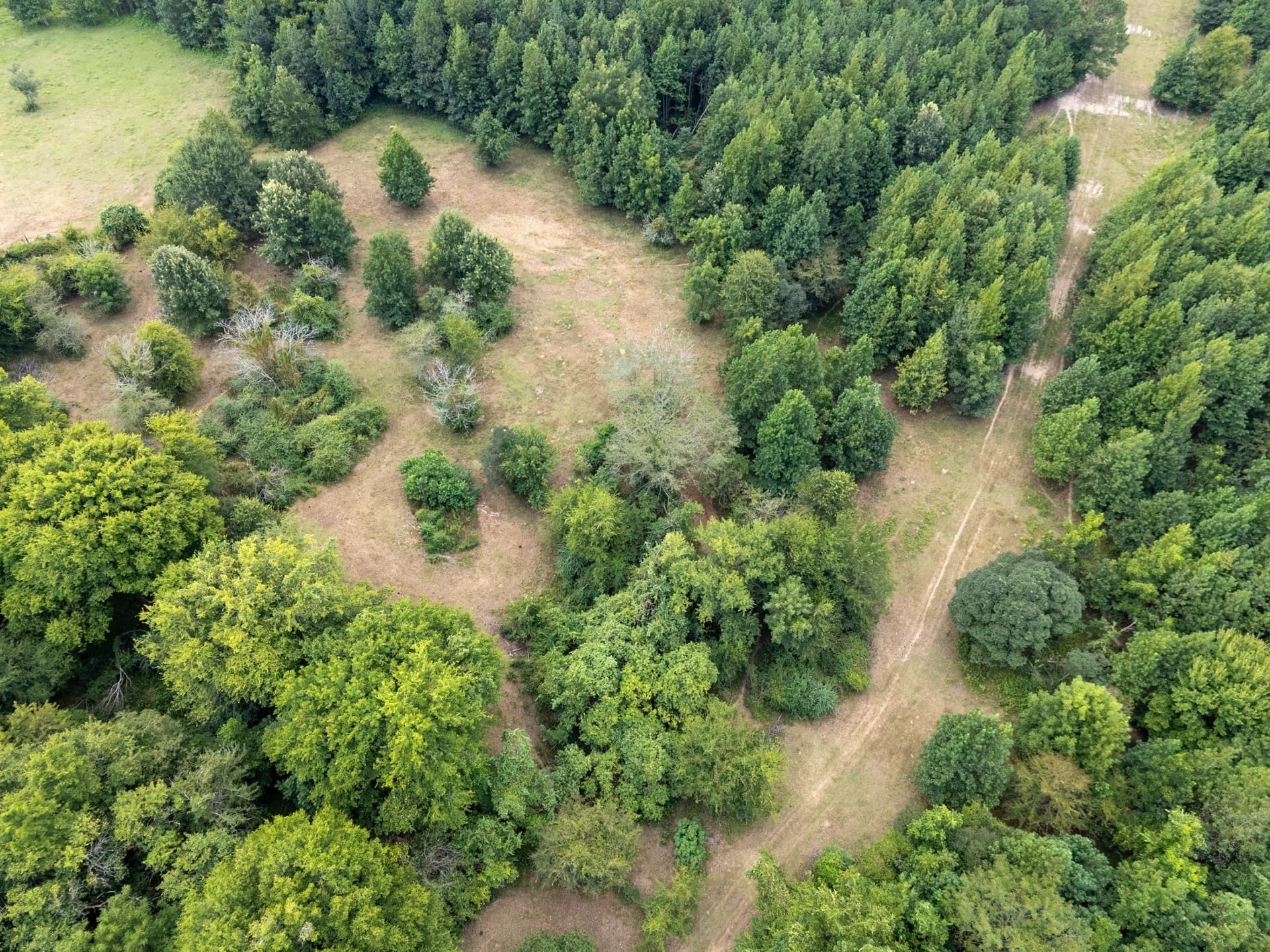 117 acres in Marion County - photo 6
