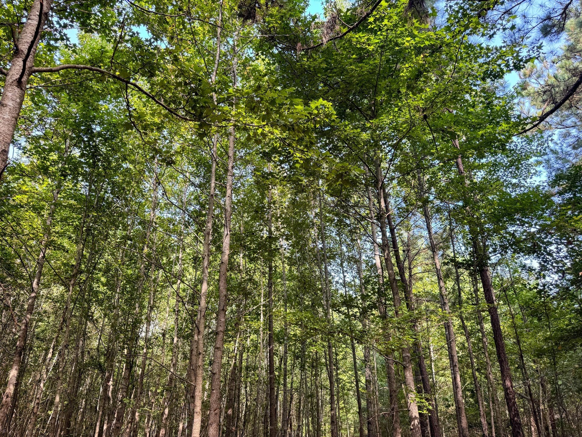 117 acres in Marion County - photo 9