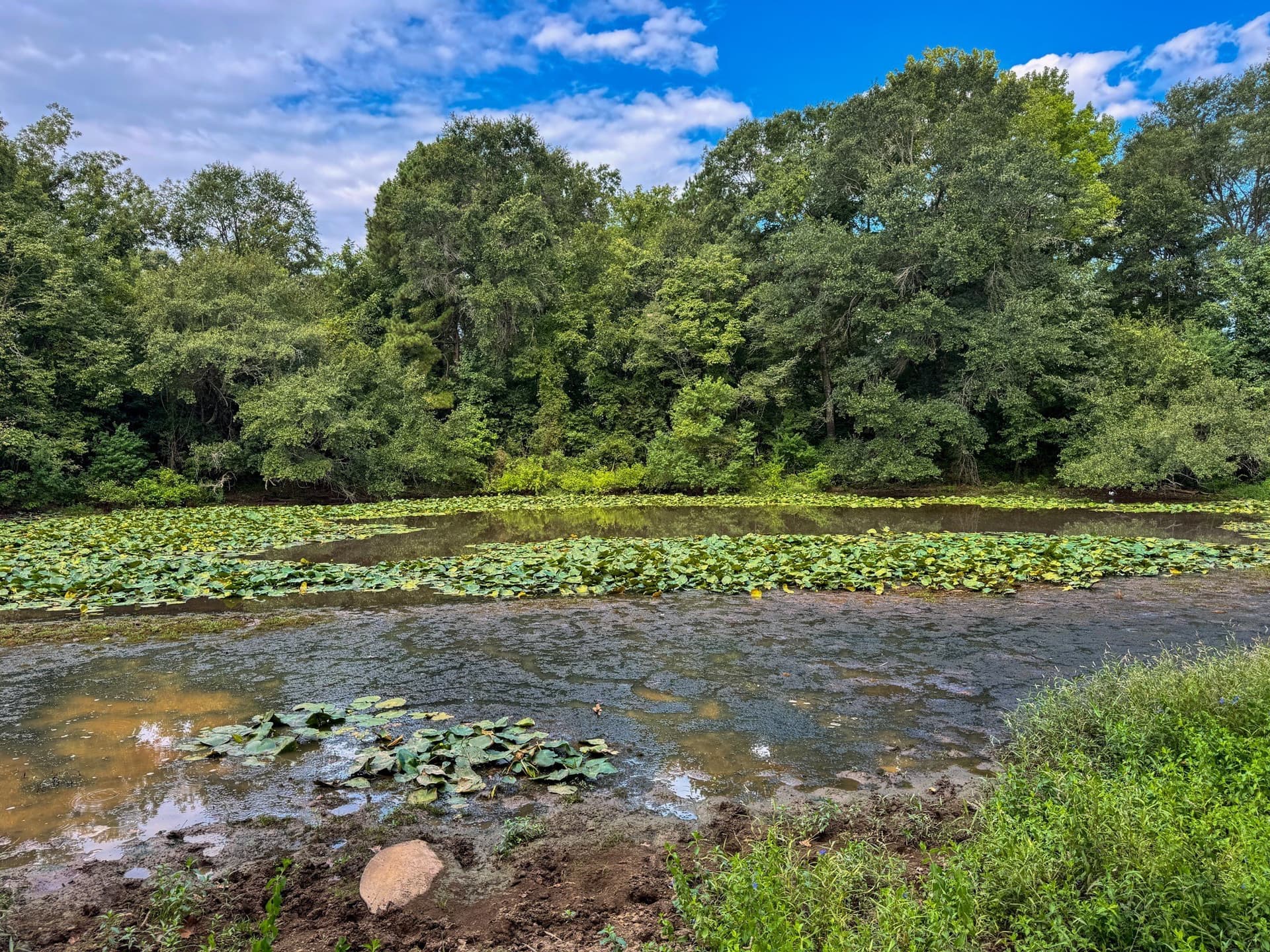 117 acres in Marion County gallery image 3