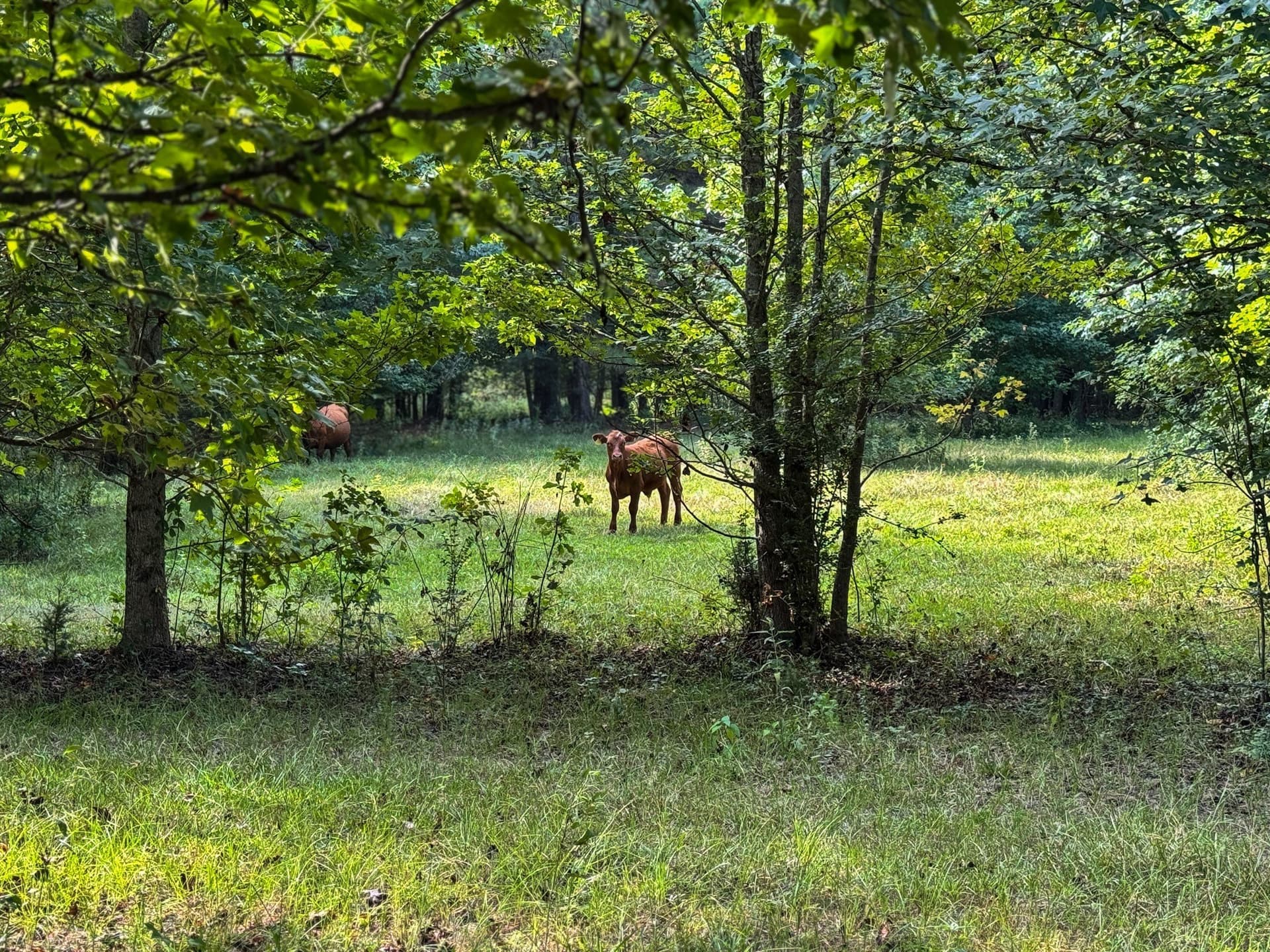 117 acres in Marion County gallery image 2