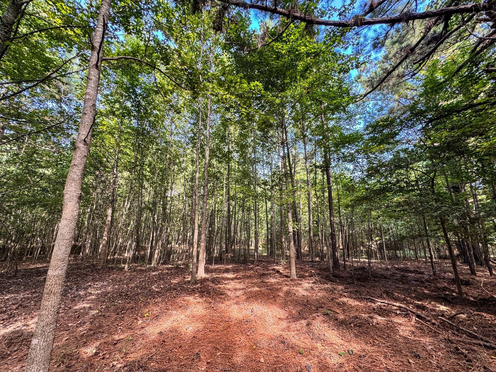 117 acres in Marion County - photo 24
