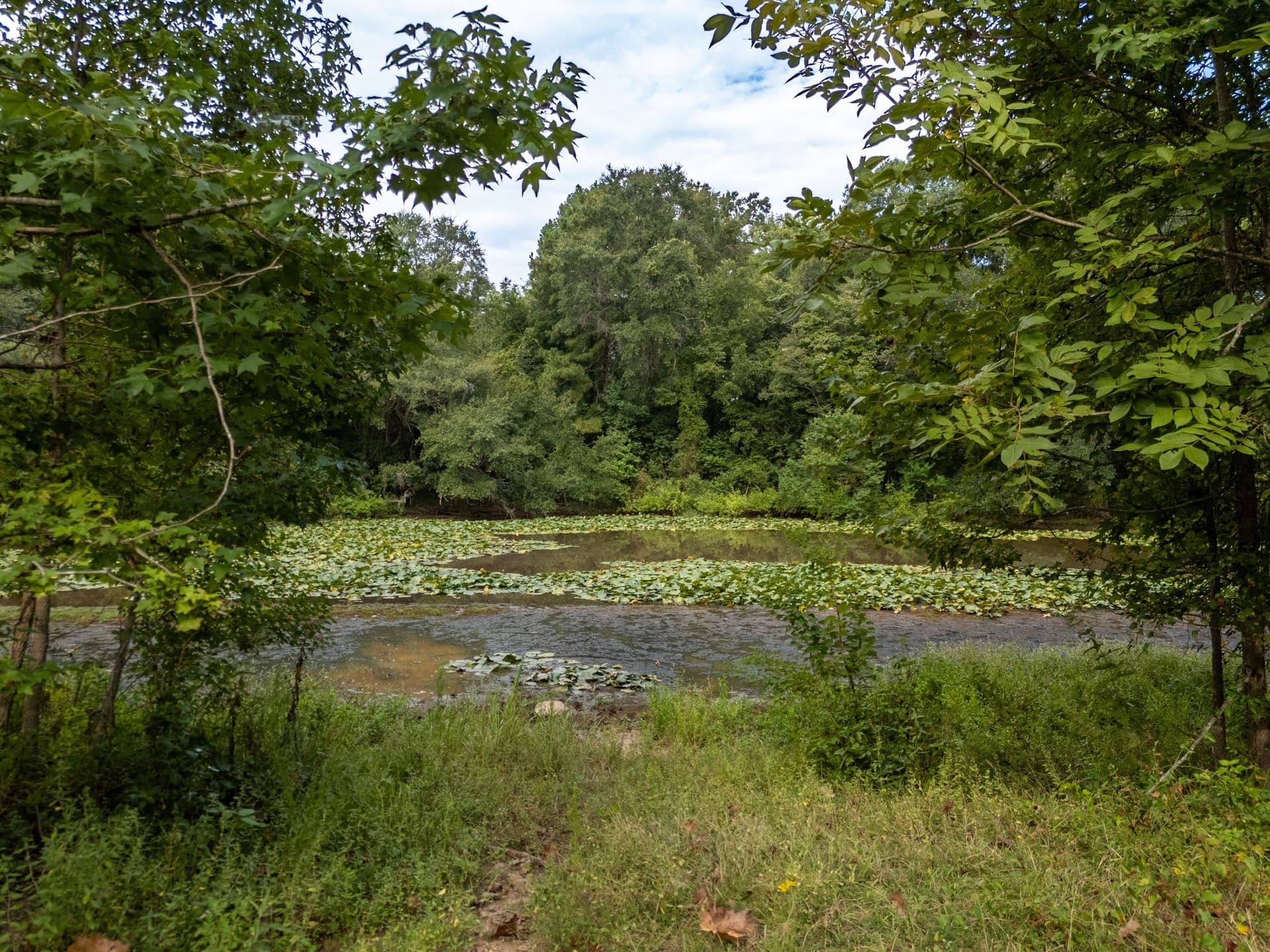 117 acres in Marion County gallery image 4